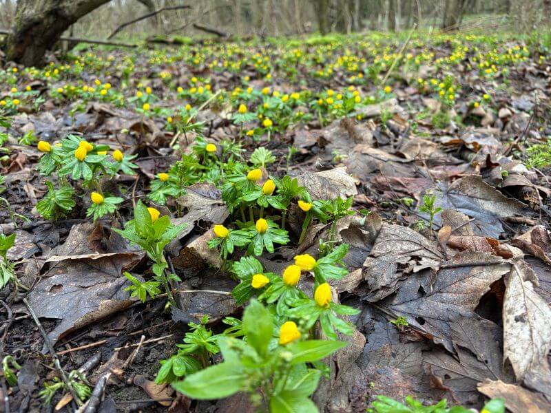 Are you stuck in a rut? Images shows a host of aconites - small yellow flowers with green leaves - on a woodland floor
