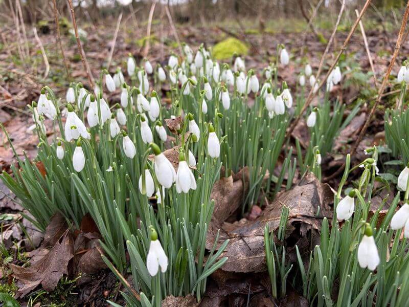 Are you stuck in a rut? Image shows snowdrop flowers on a woodland floor.